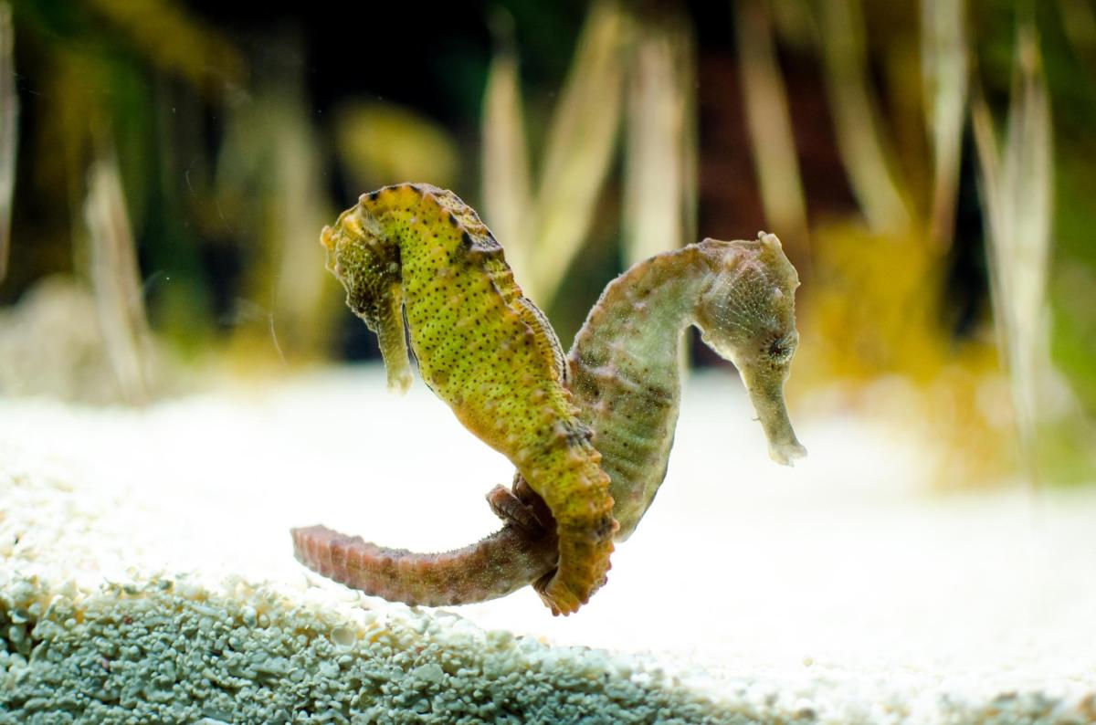 Reproduction de l'hippocampe