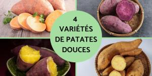 Variétés de patates douces