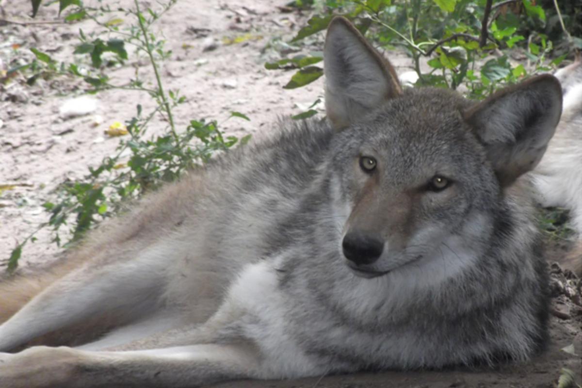 Coyloup : Caractéristiques, habitat et alimentation