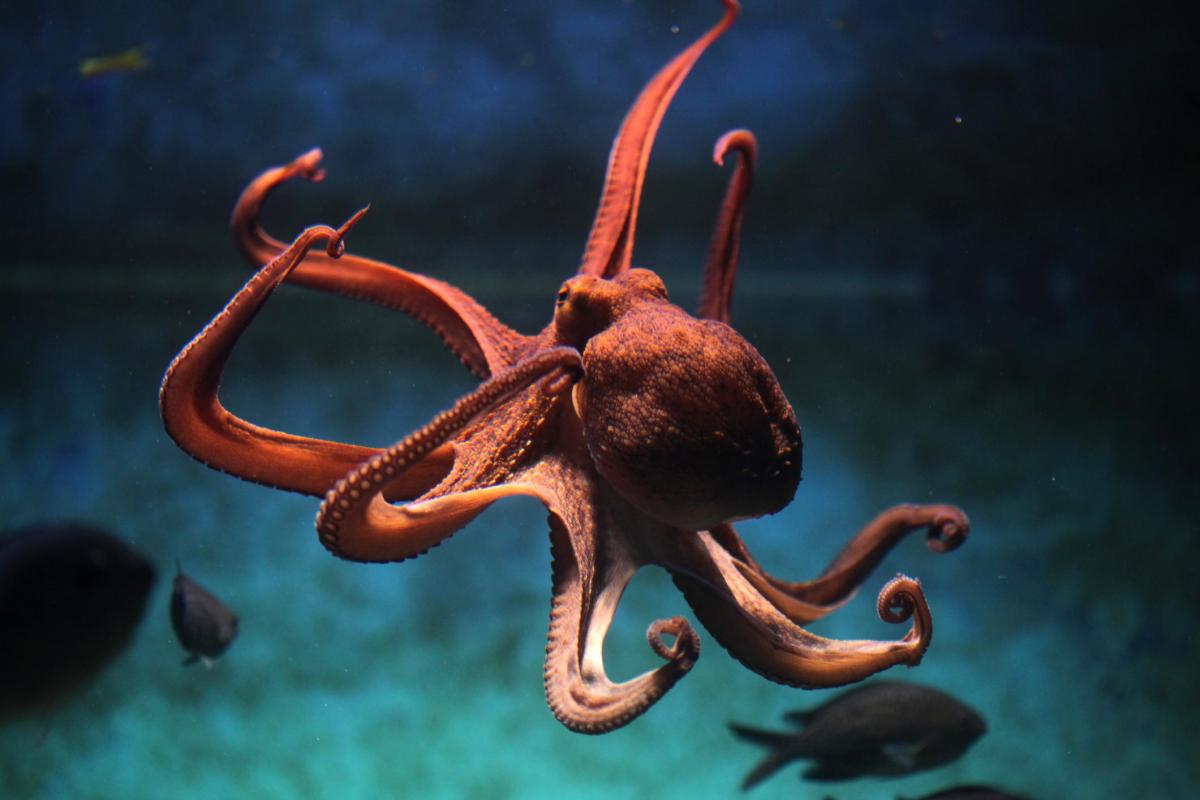 Combien de tentacule a une pieuvre ?