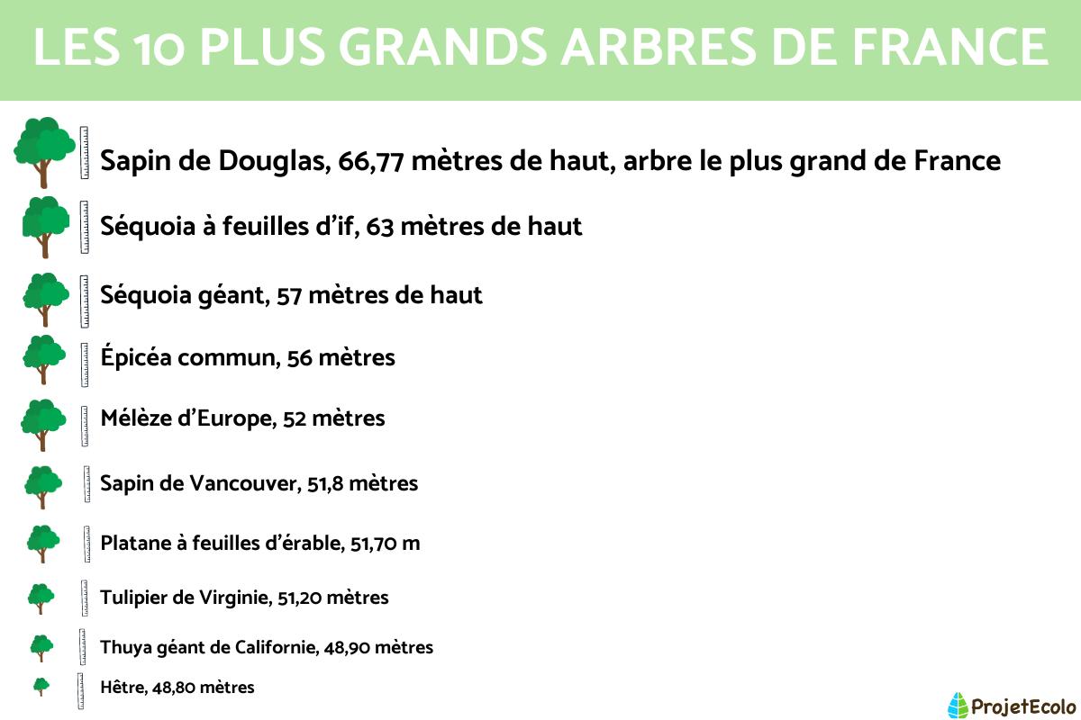 Les plus grands arbres de France