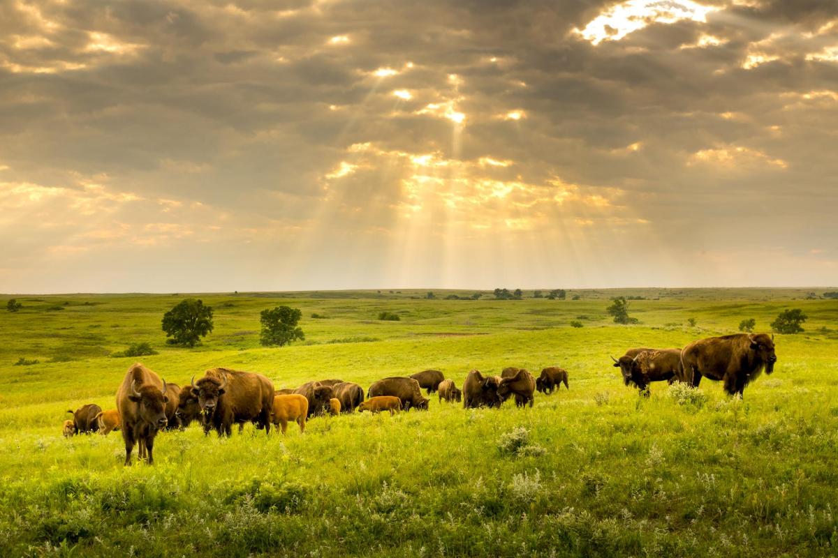Steppe : Définition, flore et faune