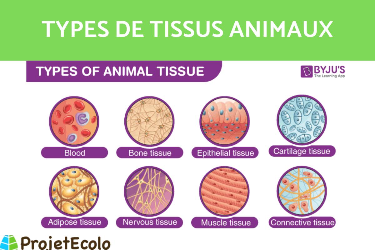 Types de tissus animaux