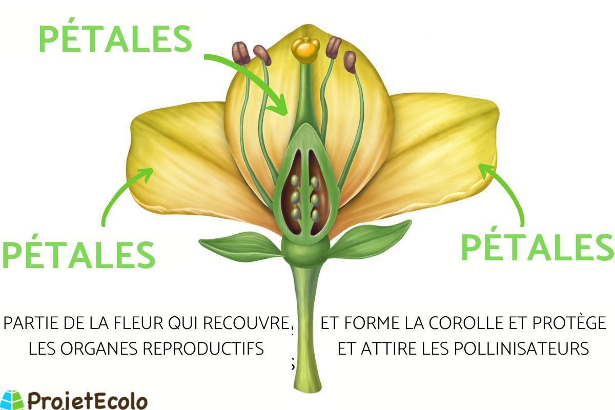 PÉTALES Définition et FONCTION