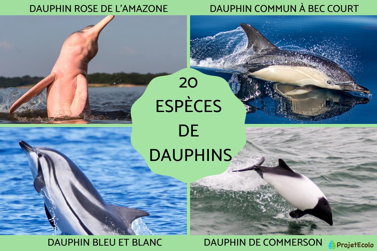 Espèces de dauphins