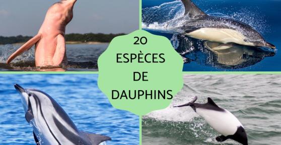 Espèces de dauphins
