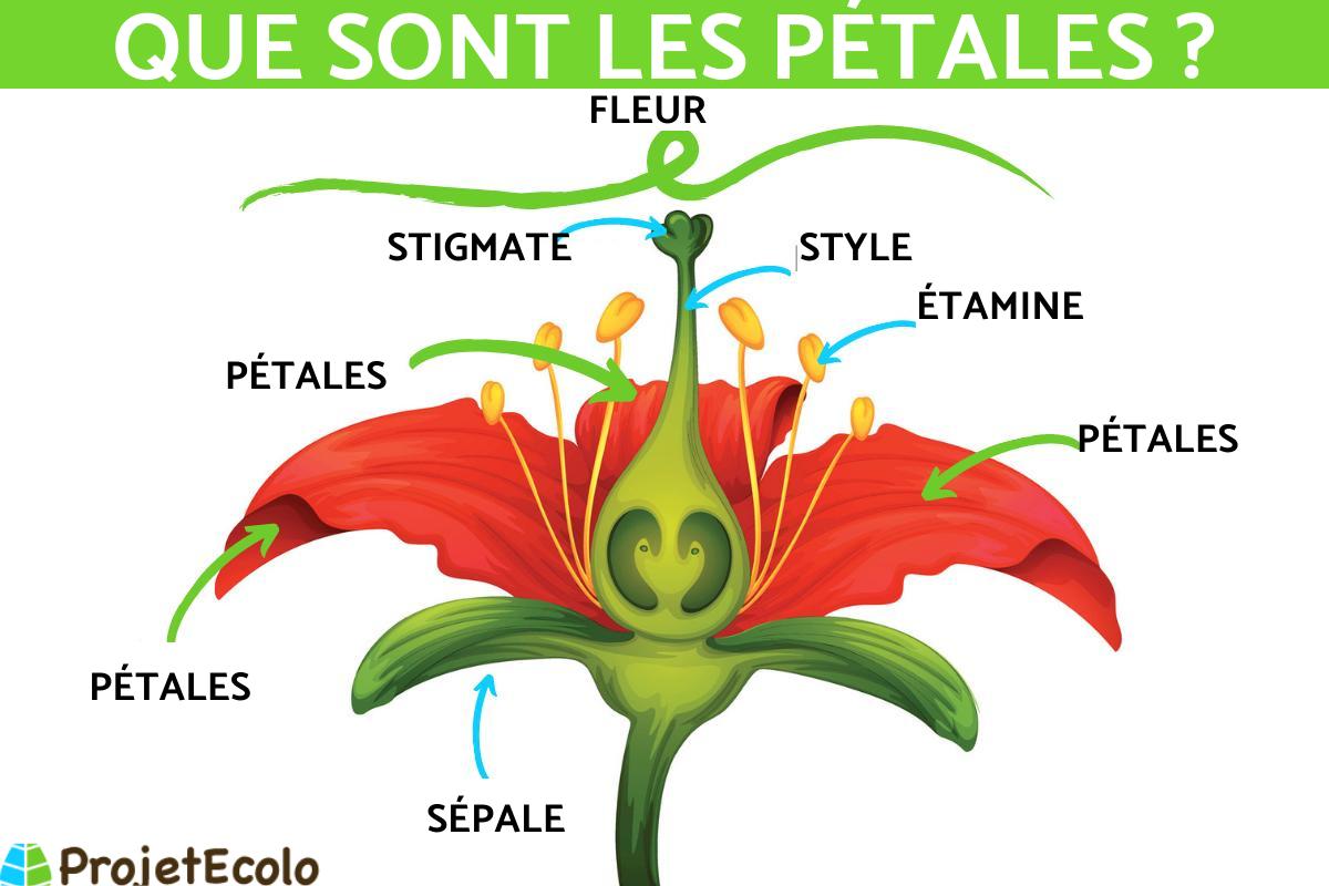 Pétales : Définition et fonction