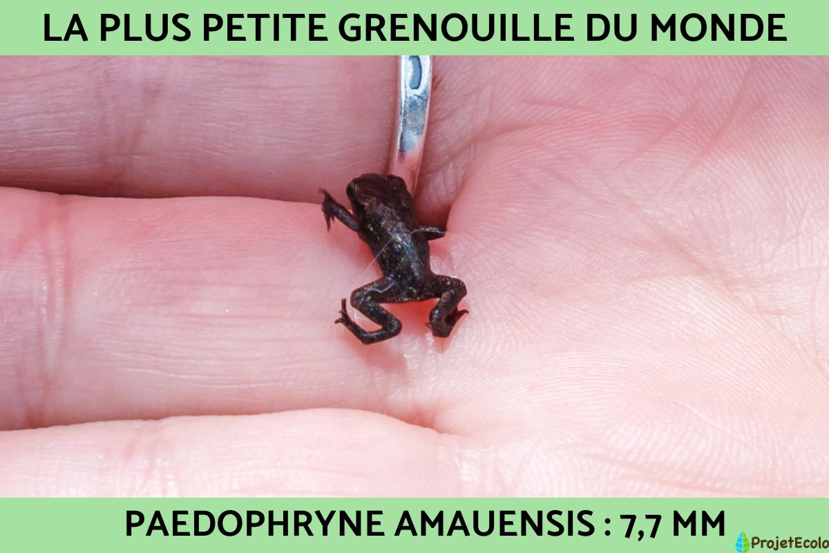 Plus petite grenouille du monde