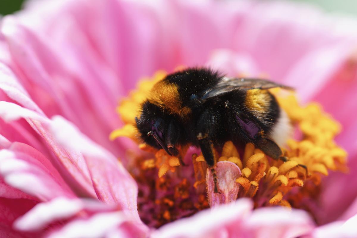 Est-ce que les insectes dorment ?