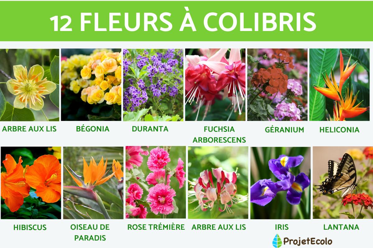 Fleurs à colibris