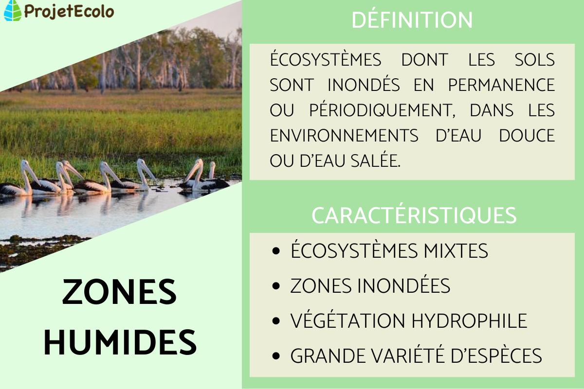 Zones humides : définition, types et caractéristiques