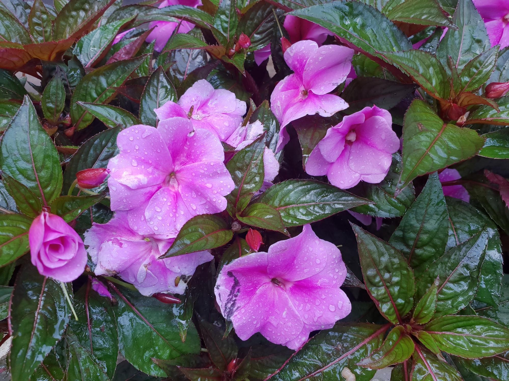 IMPATIENS de NOUVELLEGUINÉE ENTRETIEN et REPRODUCTION