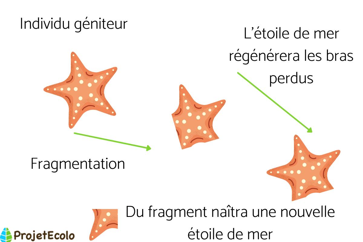 Reproduction Asexu e D finition Modes Et Exemples reproduction-asexu-e-d-finition-modes-et-exemples