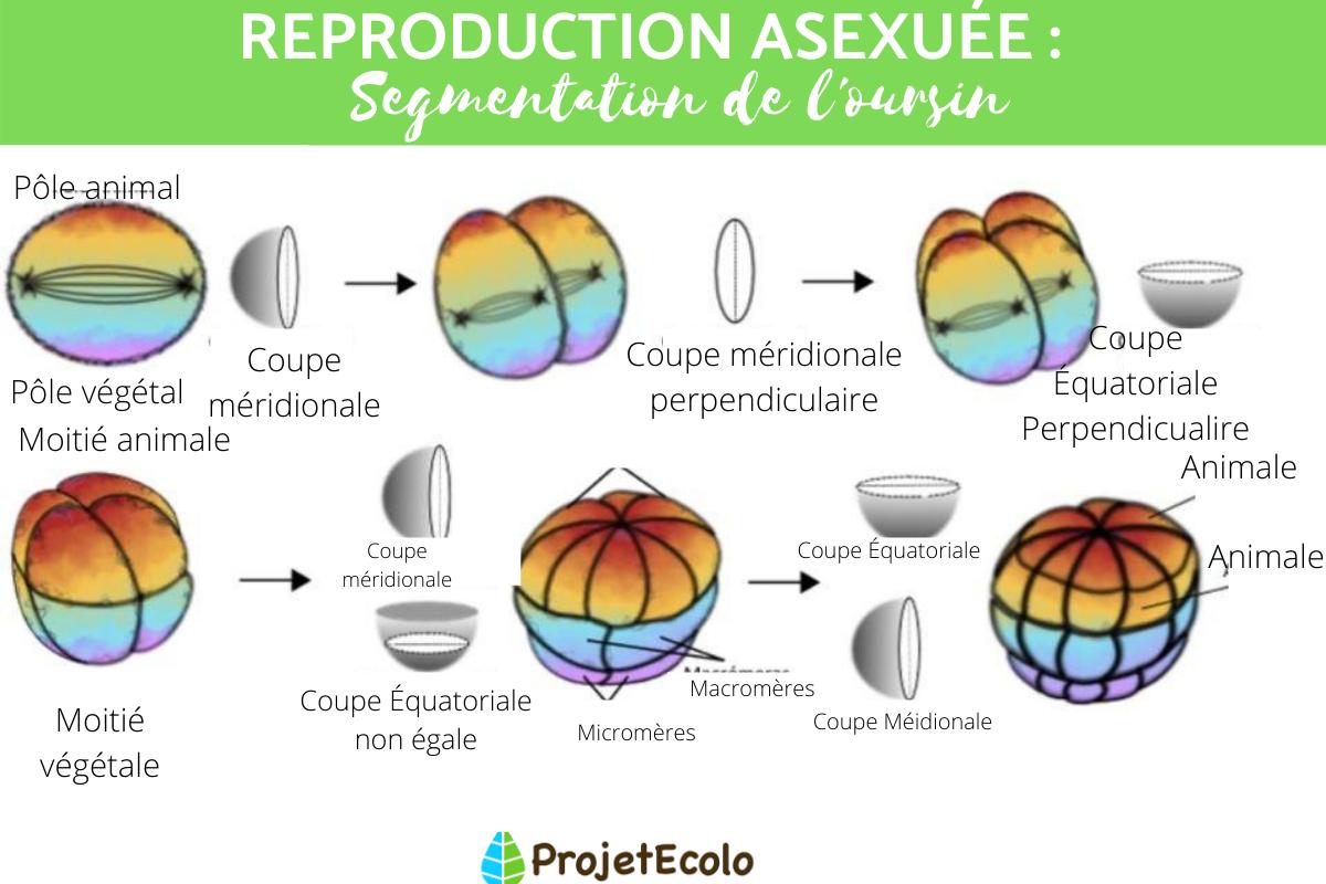 reproduction-asexu-e-d-finition-modes-et-exemples