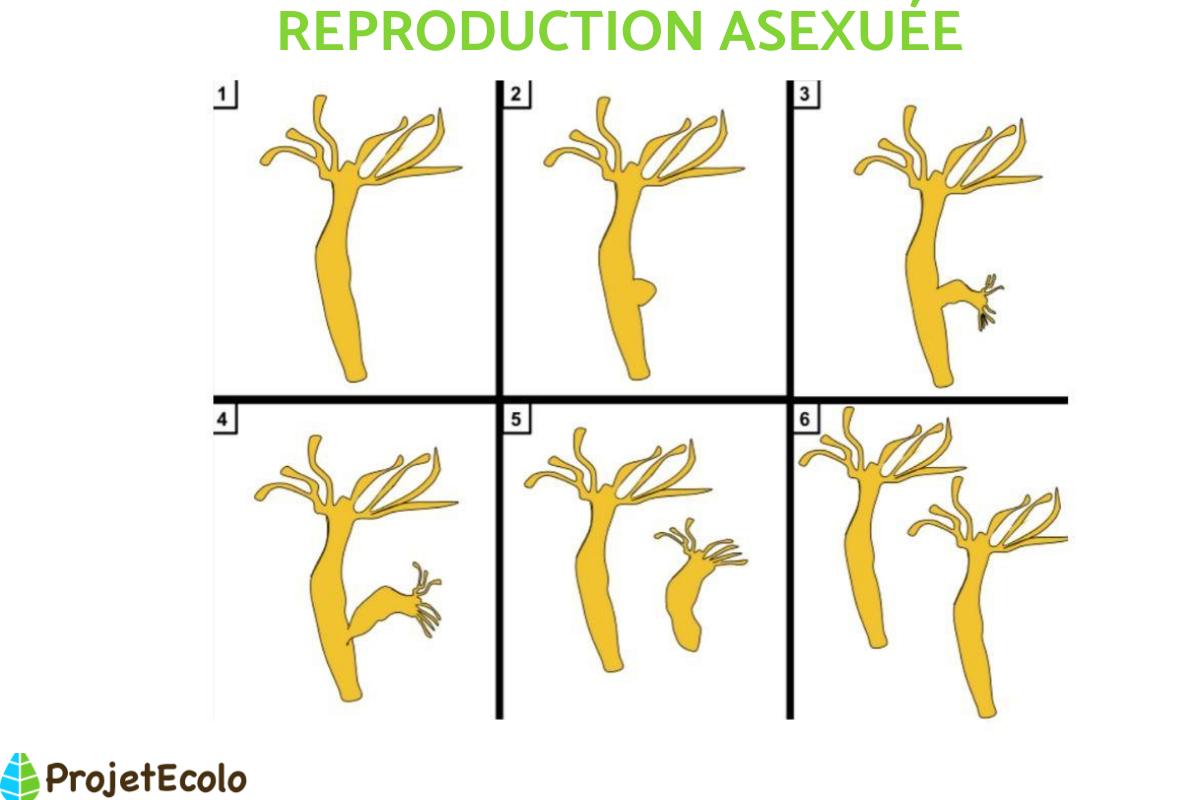 Reproduction asexuée : Définition, modes et exemples
