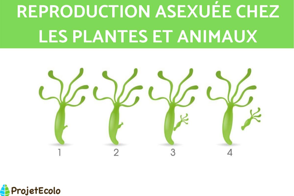 Reproduction asexuée : Définition, modes et exemples