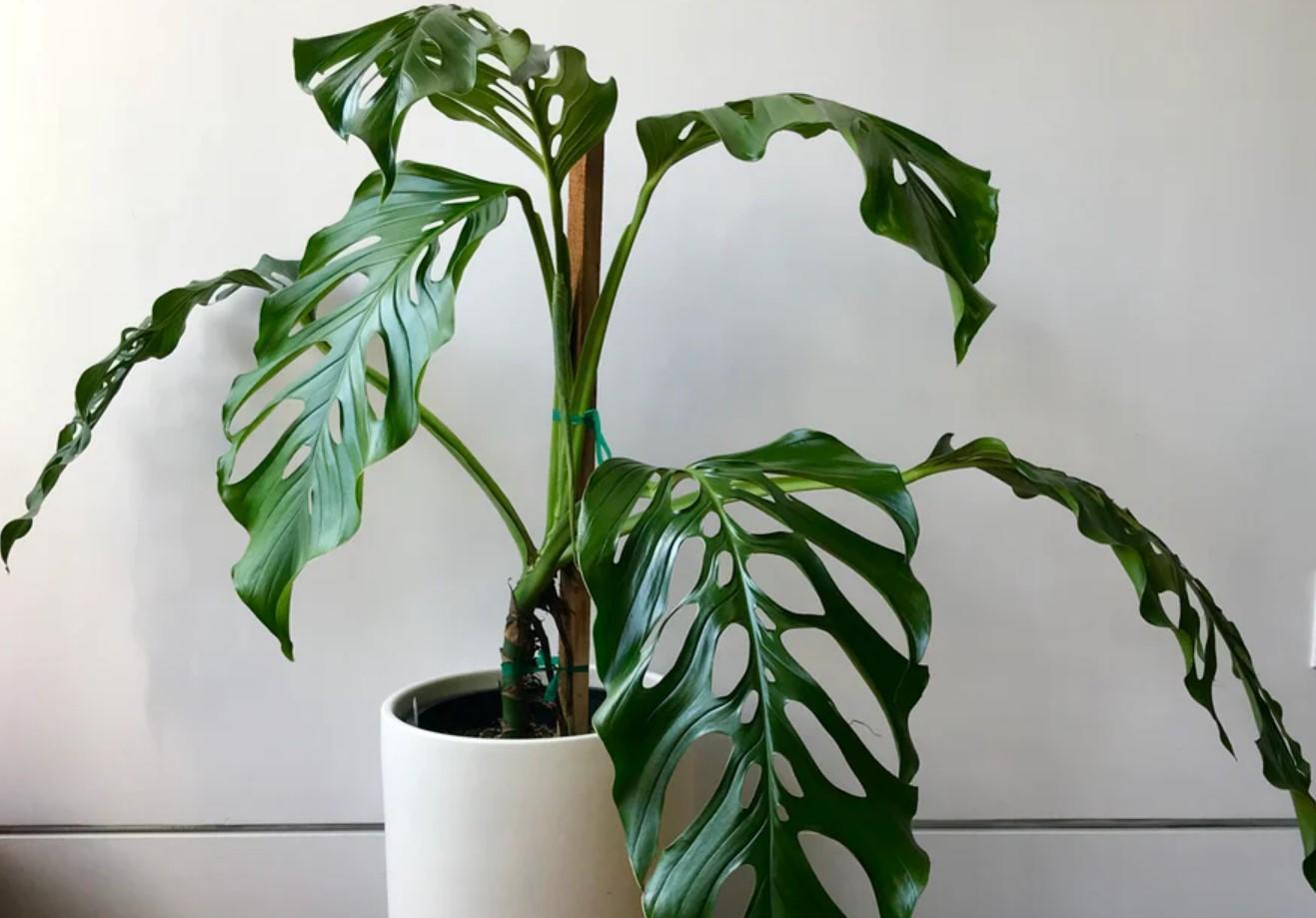 VARIÉTÉS DE MONSTERA - Noms et photos