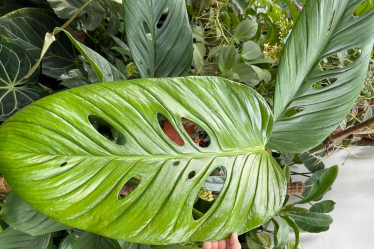 VARIÉTÉS DE MONSTERA - Noms et photos