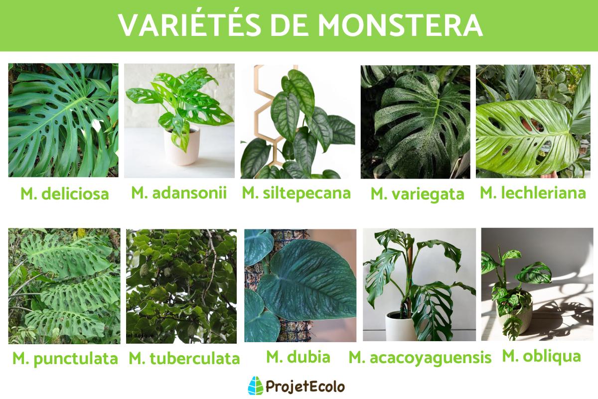 Variétés de Monstera