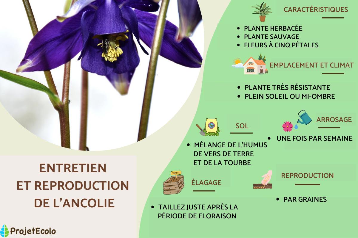 Ancolie : entretien et reproduction