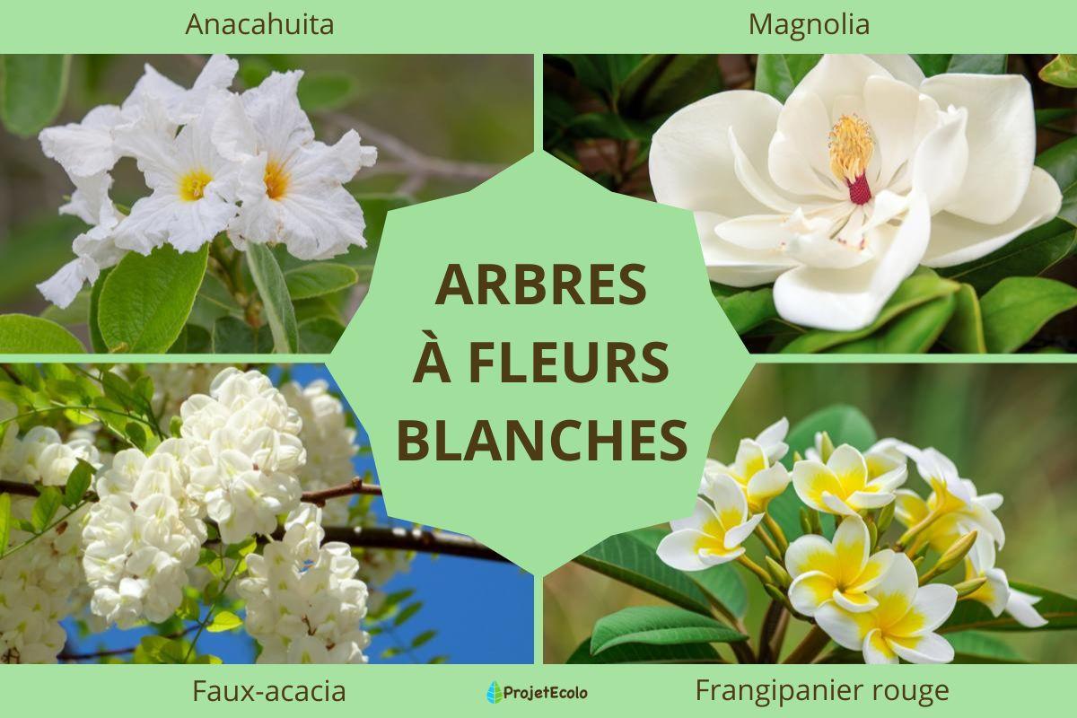 Arbres à fleurs blanches