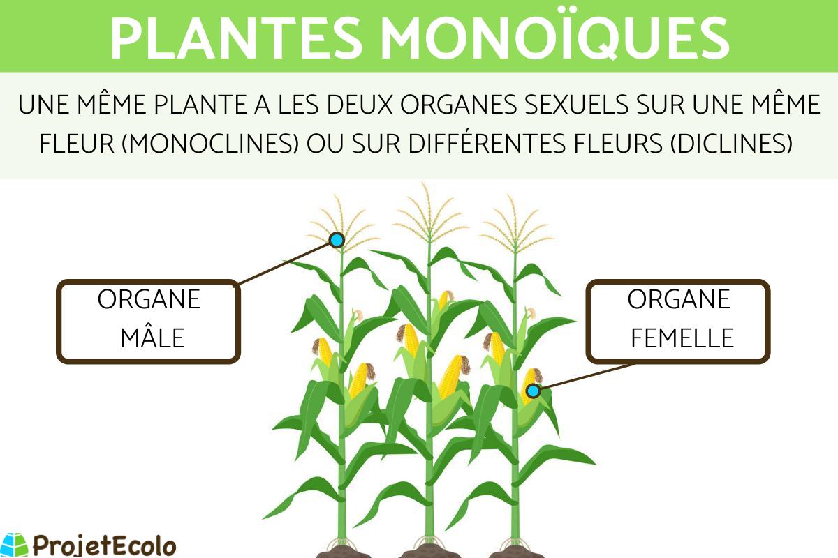 Plantes monoïques : Définition, caractéristiques et exemples