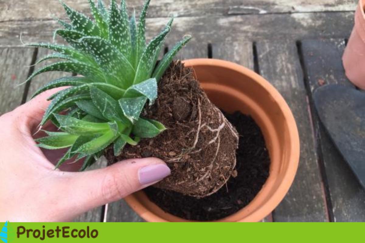 Comment et quand rempoter une plante d'intérieur ou d'extérieur ?