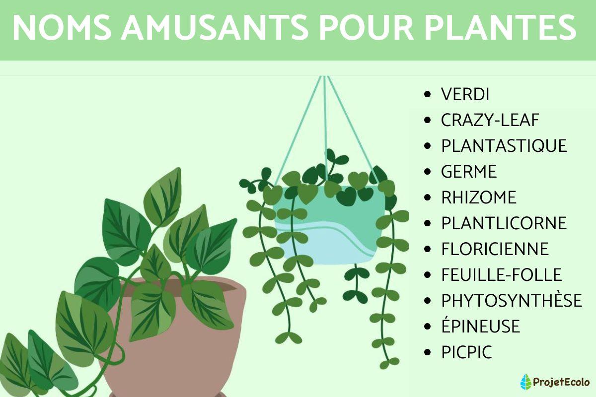 75 Noms pour plantes - Originaux et drôles