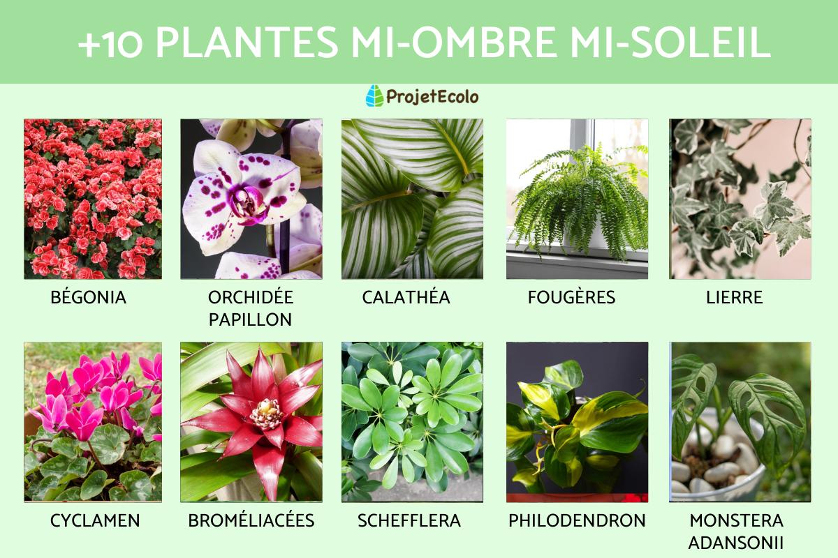 Plantes mi-ombre mi-soleil