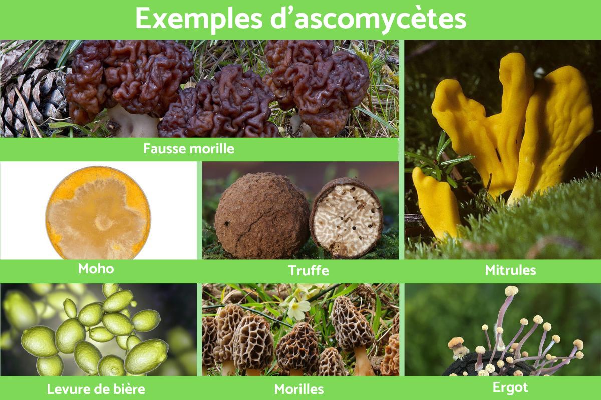 Définition, caractéristiques et exemples