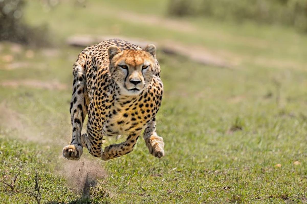 Les animaux les plus rapides du monde - Vitesse des animaux