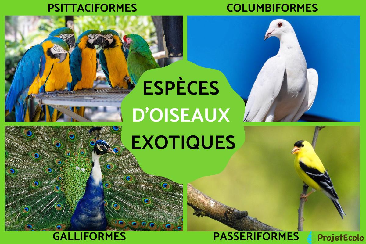 Oiseaux exotiques les plus beaux du monde