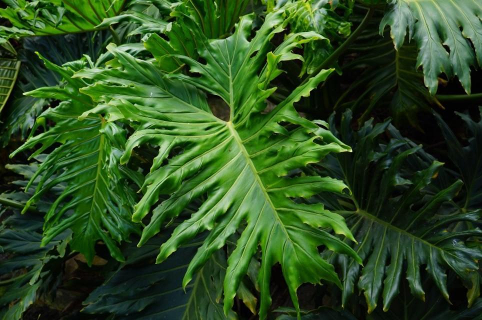 18 PLANTES à GROSSES FEUILLES Noms et PHOTOS — free download
