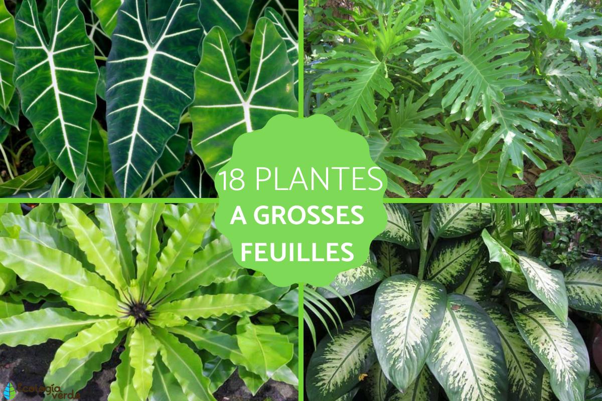 18 PLANTES à GROSSES FEUILLES Noms et PHOTOS — free download