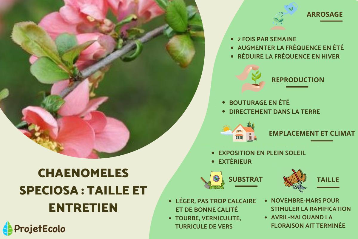 Chaenomeles speciosa : taille et entretien