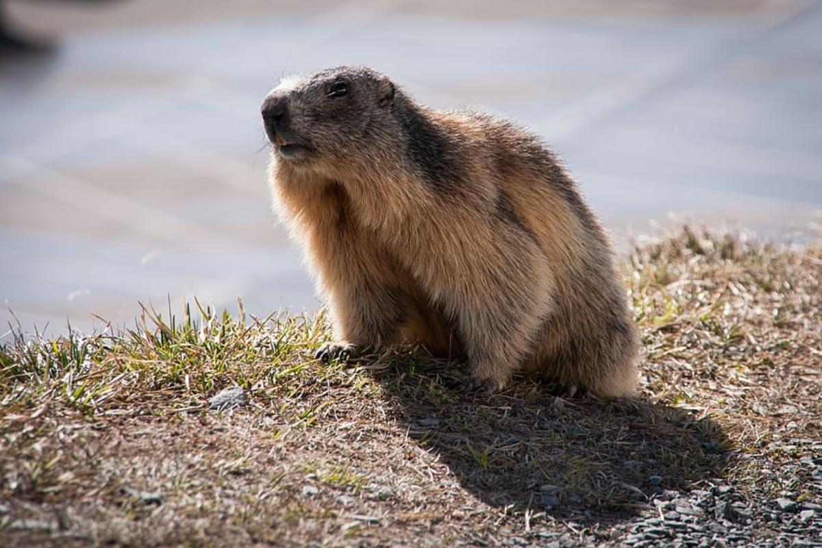 Exposé sur les marmottes - Hibernation, alimentation et caractéristiques