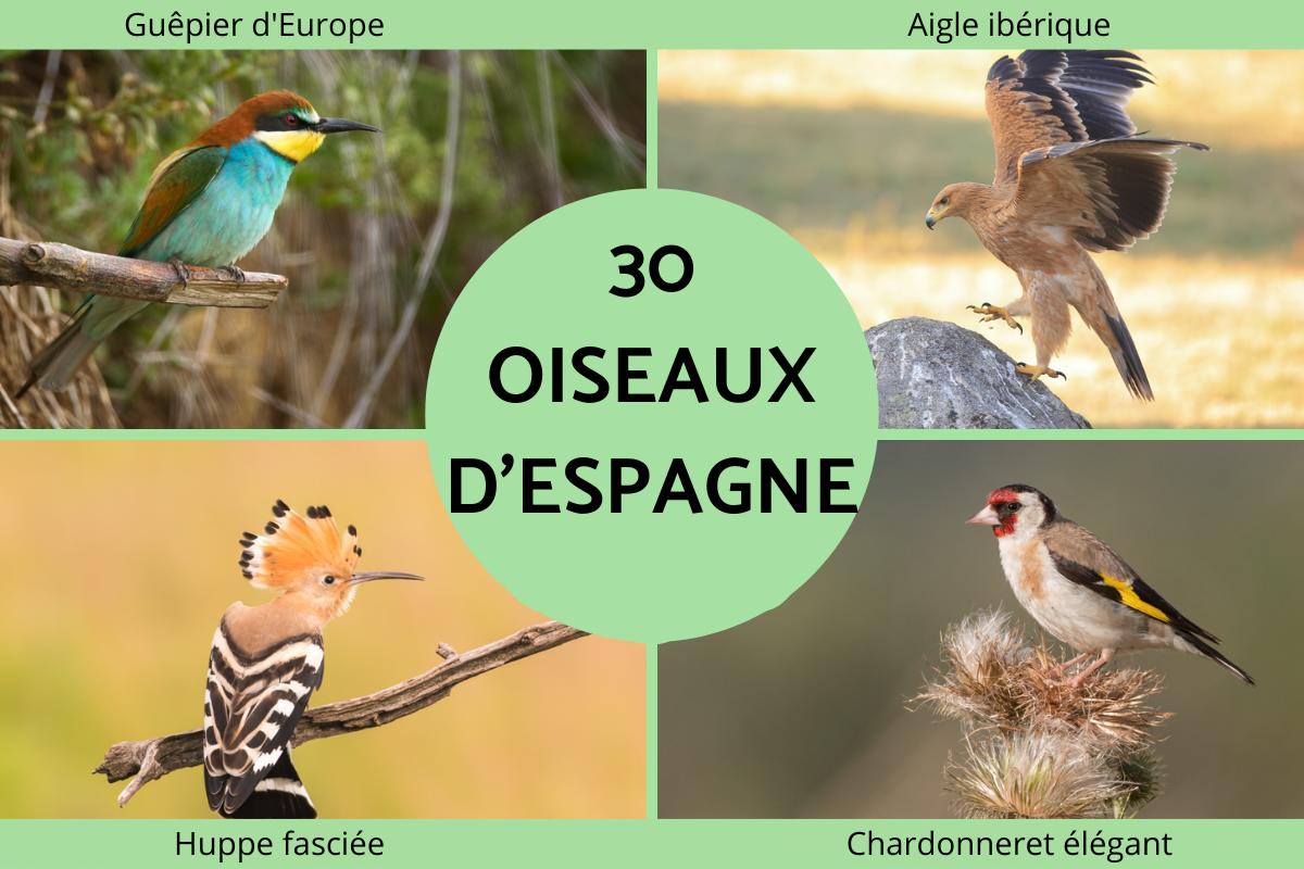 Oiseaux d'Espagne