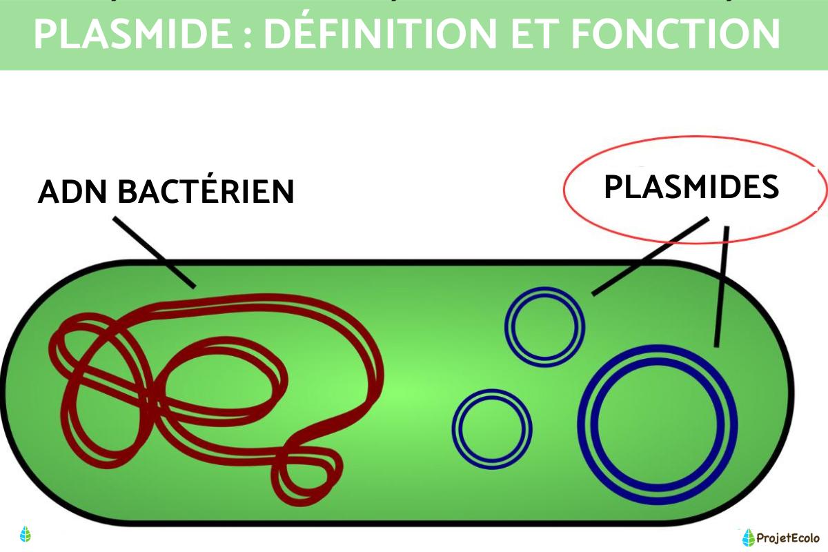 Plasmide : définition et fonction