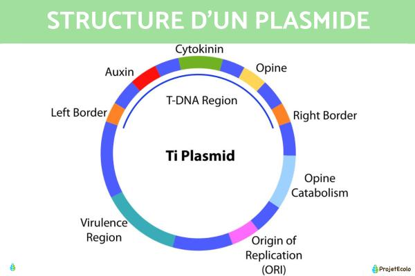 Plasmide : définition et fonction - Structure d'un plasmide