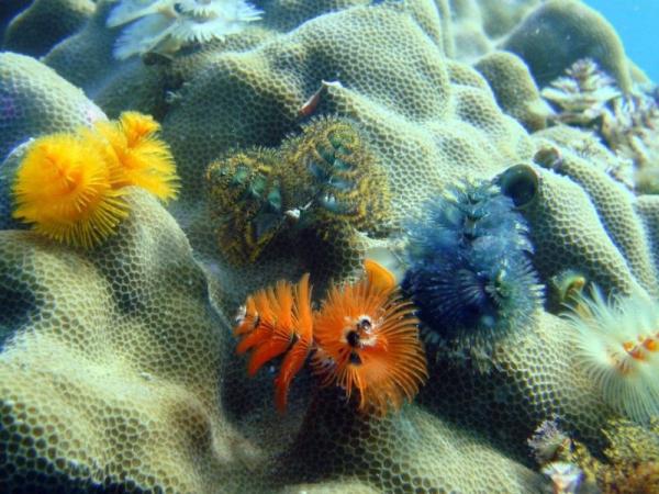 Biocénose - Définition et exemples - Différence entre biocénose et biotope