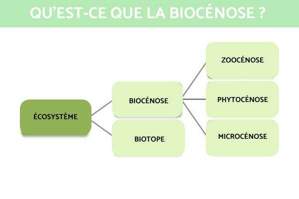 Biocénose - Définition et exemples - Qu'est-ce que la biocénose - Définition