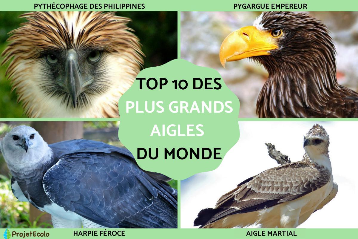 Quel est le plus grand aigle du monde ?