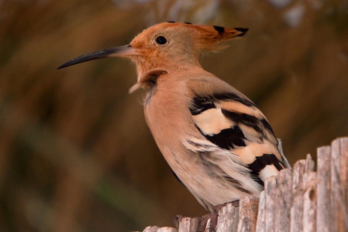 Huppe fasciée : caractéristiques, habitat et alimentation