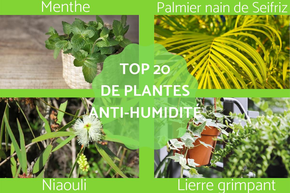 Plantes qui absorbent l'humidité - 20 plantes anti-humidité