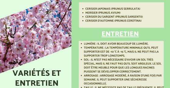 Cerisiers : Variétés, floraison et entretien
