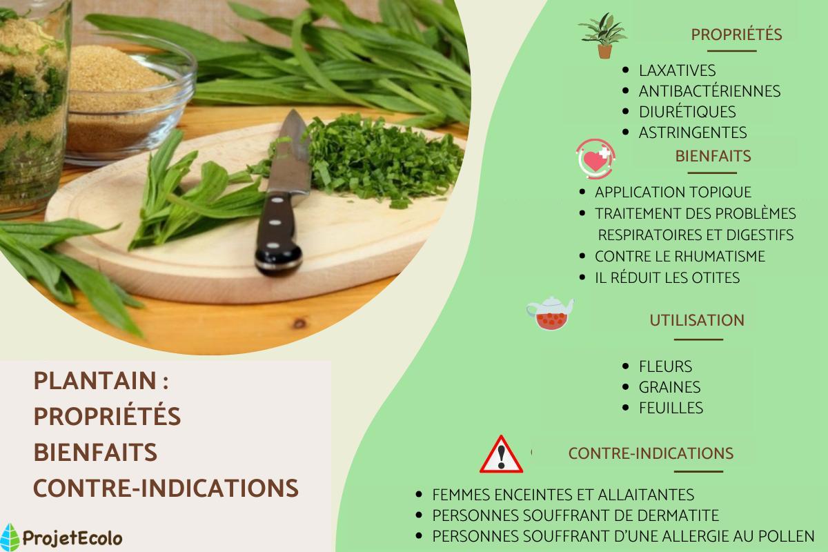 Plantain : propriétés, utilisation et contre-indications