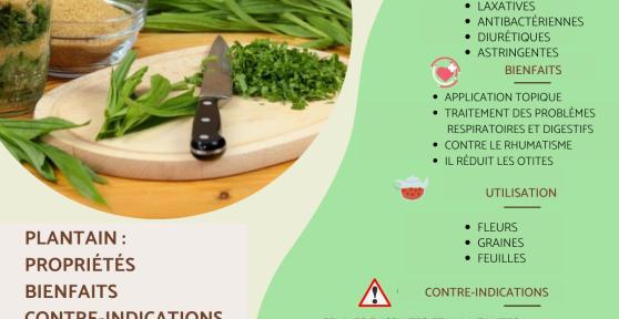 Plantain : propriétés, utilisation et contre-indications