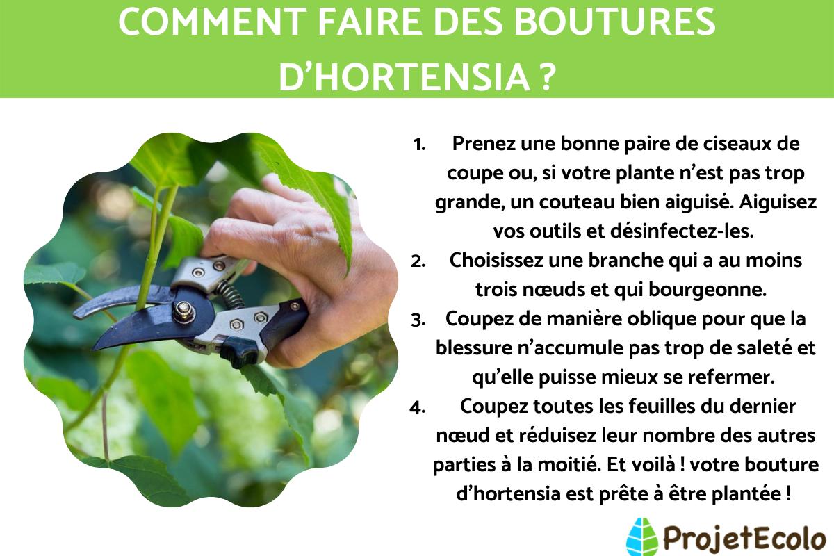 Comment faire des boutures d'hortensia