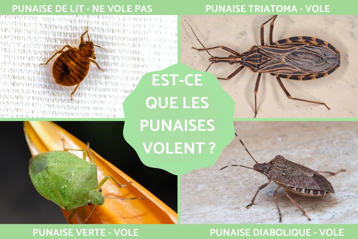 Est-ce que les punaises volent ?