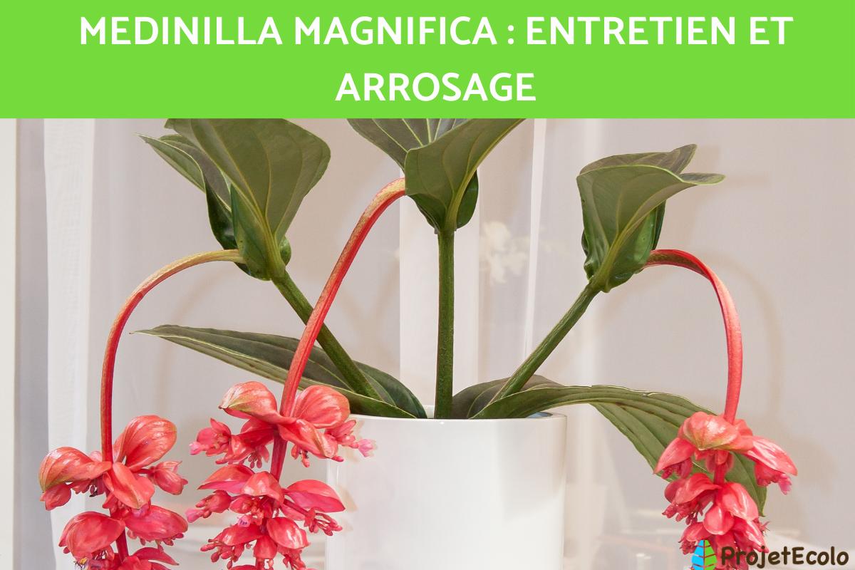 Medinilla magnifica : entretien et arrosage